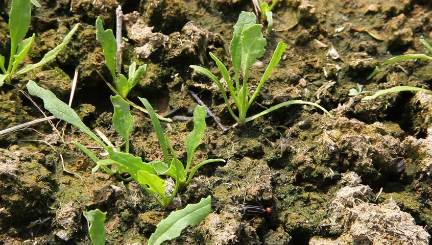 spinach sapling budding in the garden
