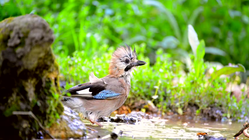 Header of Eurasian jay