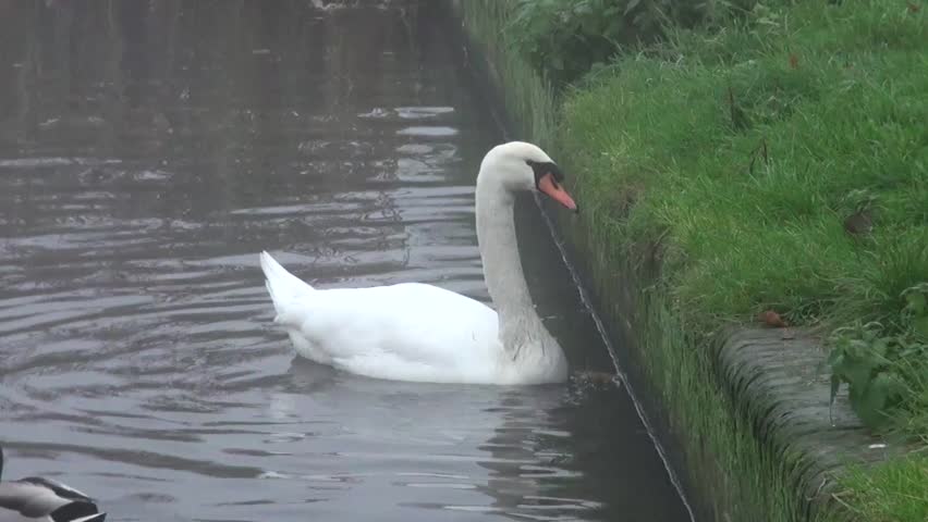 Swans morning nibbling grass on the waterfront