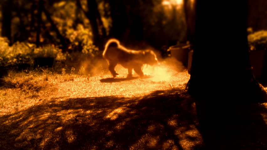 Tibetan terrier running after a toy - graded yellow and orange for the effect
