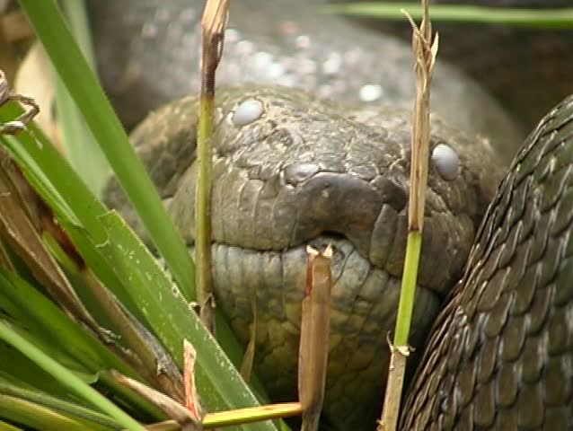 Large Anaconda (Eunectes murinus) in the Ecuadorian Amazon