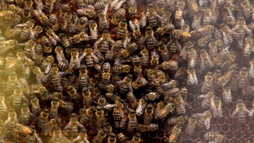Honey bees

Description: Honey bees on the honeycomb.
