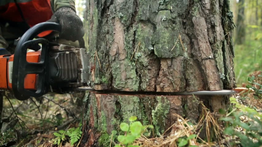 Man sawing wood chainsaw