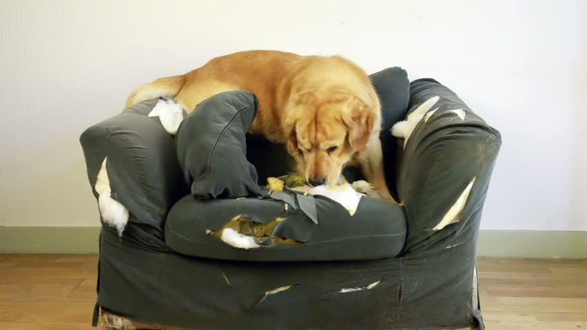 Dog demolishes chair 