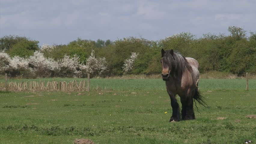 draft horse grazing in pasture, spring.  Large herbivore in typical Dutch river landscape with flowering blackthorn in background.