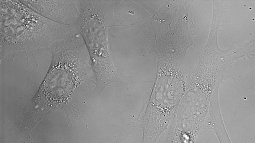 Movement, growth, and division of cancer cells in culture