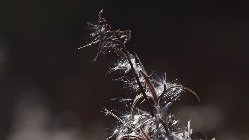 Tufts and tassels of autumnal fireweed fluffs glistening in the slanted sunlight of mid-October. Slow Motion.