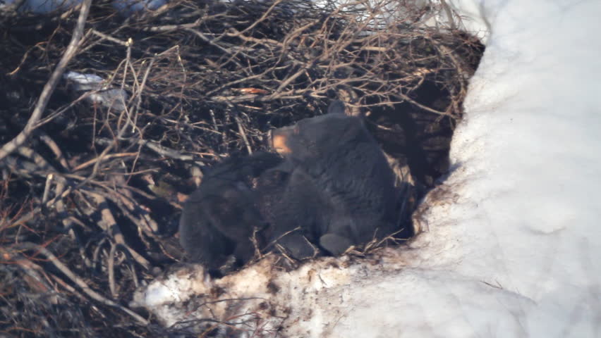 Mother black bear reclining outside her den with three boisterous cubs conspiring to keep her from getting any rest..