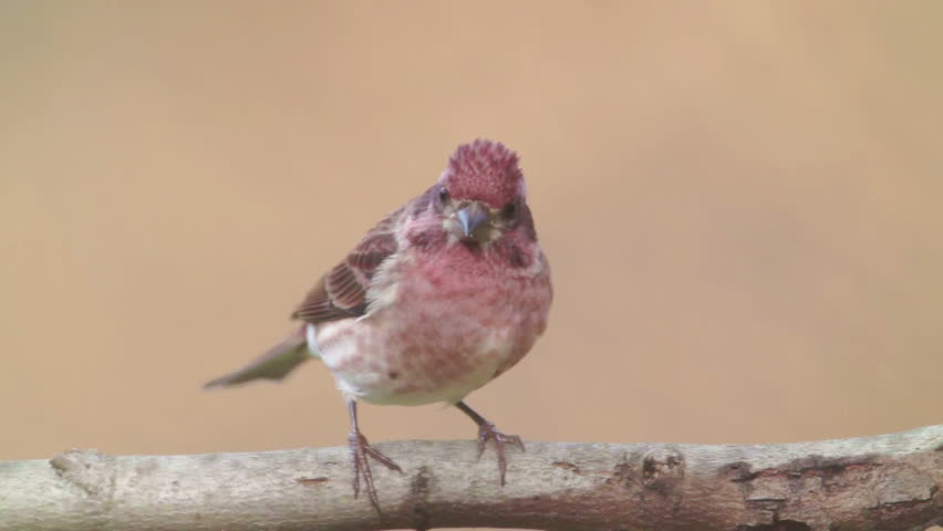 A male Purple Finch (Haemorhous purpureus) perches on a tree limb in Autumn.