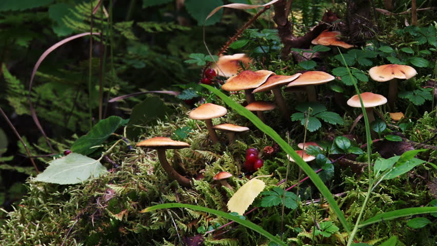 Tilt down from the base of a Devil's Club plant in an Alaskan forest to a colony of mushrooms growing amongst low bush cranberries and club moss.