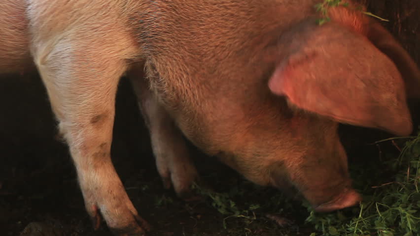 Slurping Pig eat natural green grass nutrition - she likes it  ..