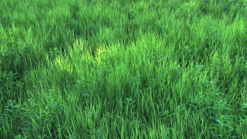 A "bowl" of tall, lush grasses and fireweed caressed by playful winds. A solitary ray of sunlight illumines the center.