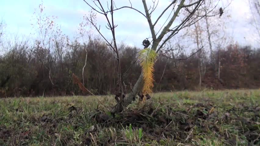 Small pine sprout makes the way through the earth