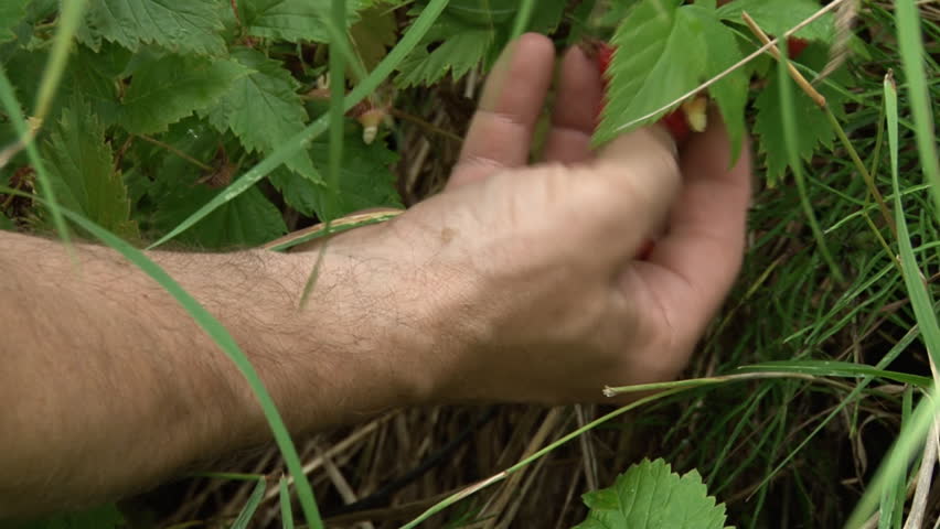 Wild Raspberries on Bush and Hand Picked close