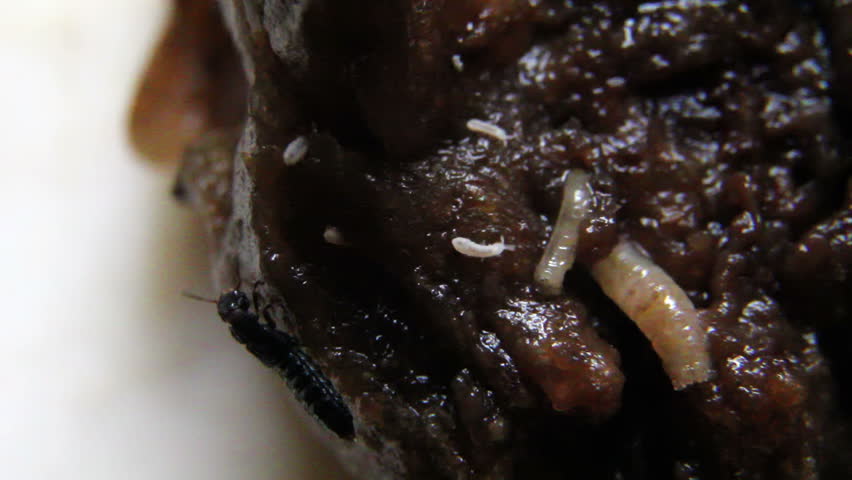 Various bugs and grubs feast on a piece of rotten food