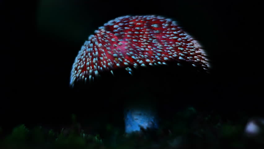 The amanita muscaria mushroom, with psychedelic animation