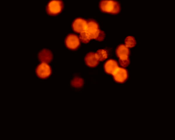 Firework Particles Series 