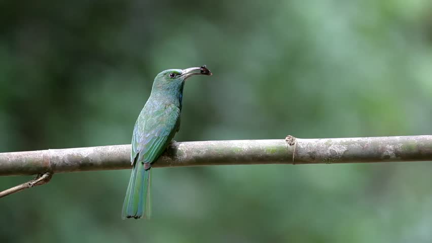 Blue-beared Bee-eater on branch at Kangkrachan national park, thailand.