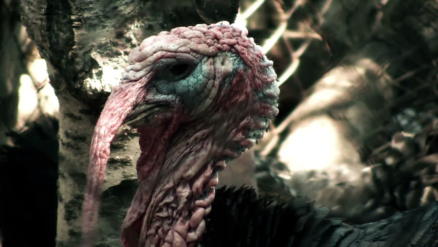 Ugly turkey bleach graded
