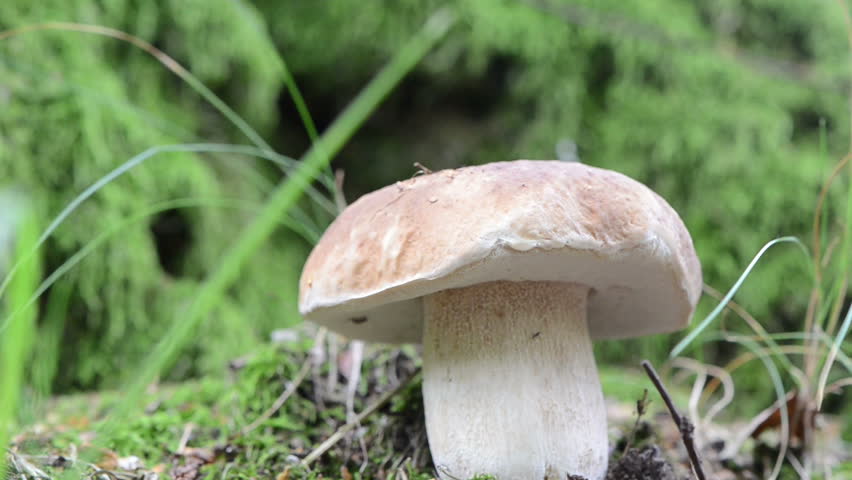 blur closeup penny bun boletus edulis cep mushroom grow on moss