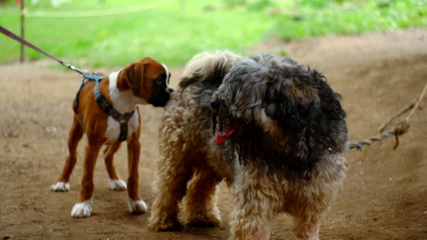 Tibetan terrier and a German Boxer
