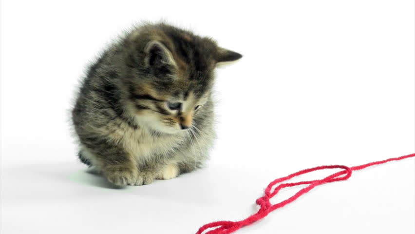 Cute pet baby tabby kittens playing and having fun 