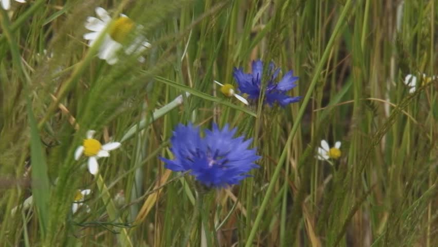 blooming cornflowers and chamomile at field edge waving rye field - close up. Beautiful wild flowers return in crop fields if farmers use less fertilizer.