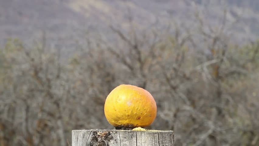 Pumpkin bustin high power rifle gun real time. Pumpkin jackolantern exploding after being shot with a high powered rifle.  Autumn after Halloween video.Sharpshooter using a rifle to snipe.