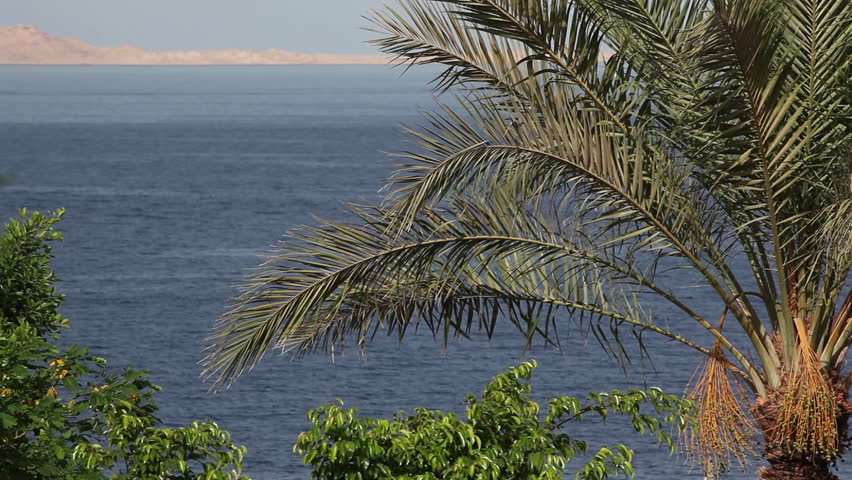 Palm tree in the wind on the background of the floating ship (not in focus) on the red sea.