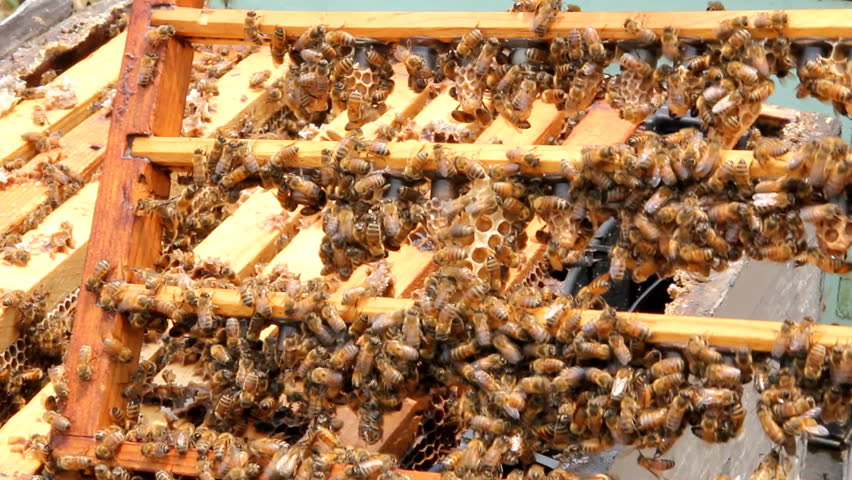 Beekeeper working with bee frames at a bee farm in Hawaii