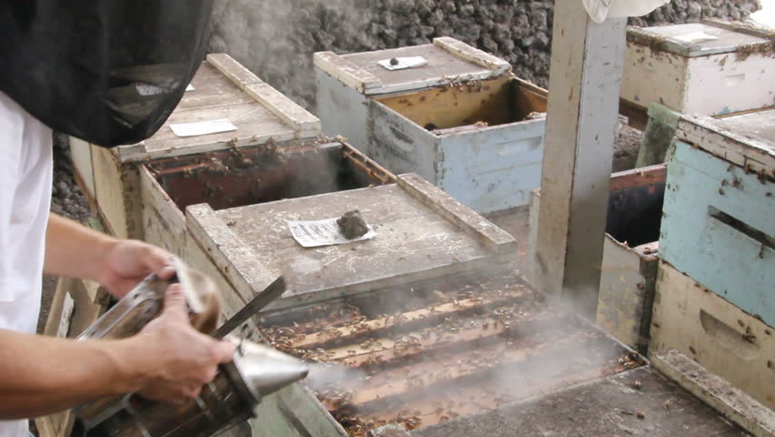 Beekeeper working with bee frames at a farm in Hawaii