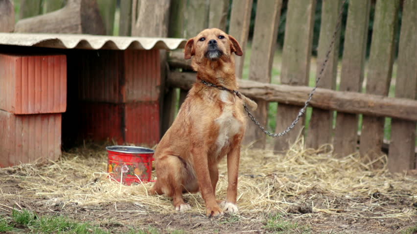 SUPER 35MM CAMERA - Lonely dog chained in backyard longing for attention 