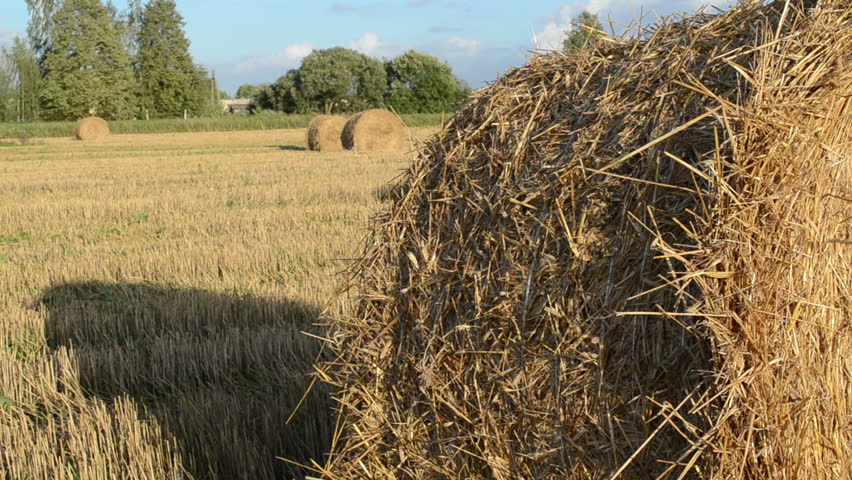 straw bales move in wind in agriculture field and car pass road.