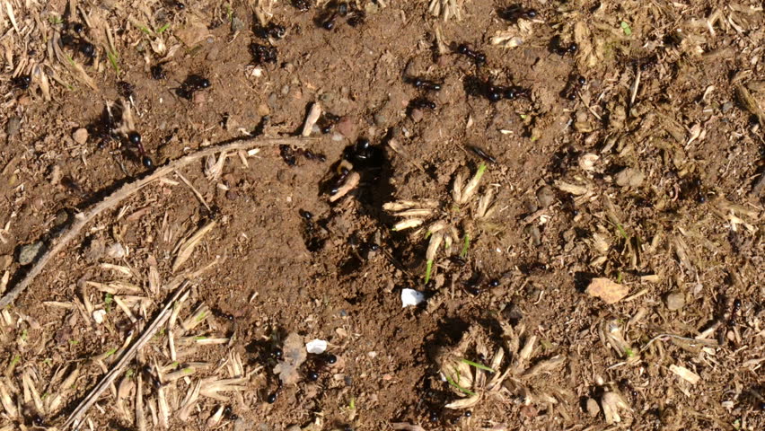 Time lapse footage of Ants