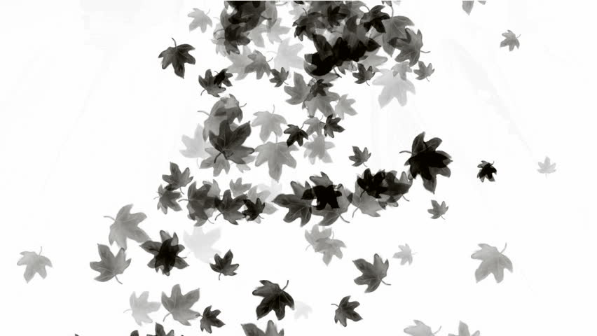 a group of black leafs falling.pattern,symbol,dream,vision,idea,creativity,vj,beautiful,art