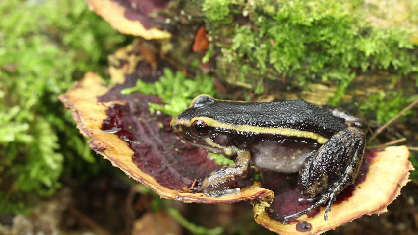 Painted ant nest frog (Leptodactylus lineatus) resting on a bracket fungus in the rainforest, Ecuador