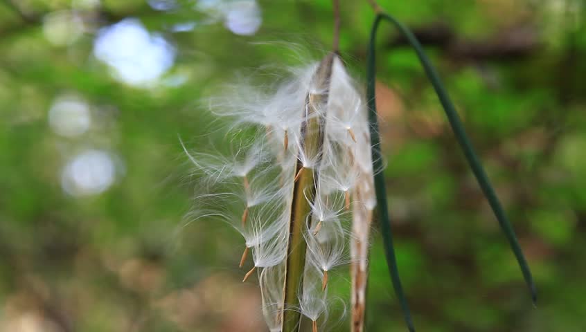 Reproduction of plants by floating seeds.
