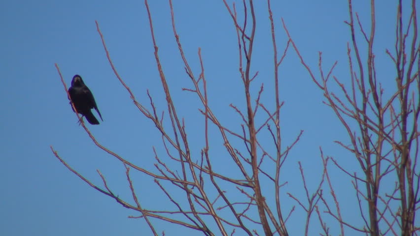 Crow Sitting on a Bare Branch in a Tree then Fly Away, Winter Season