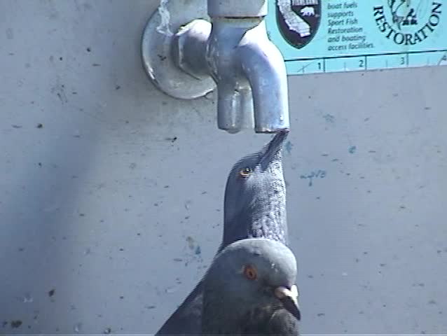 pigeons drink from a water tap on a pier