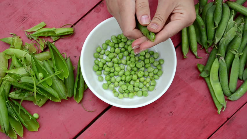 hands pod shell hull husk green pease in white dish on red wooden table. ecologic natural diet nutrition food.