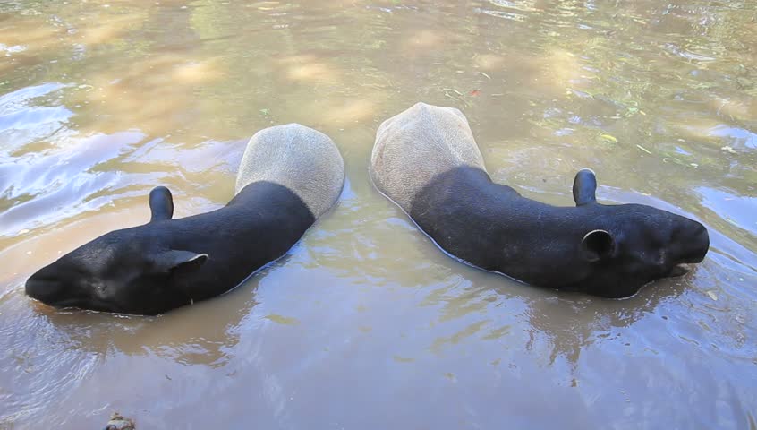 malayan tapir eating food in pond.