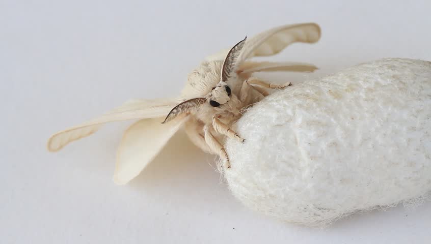 Silk Moth on Silk Cocoon