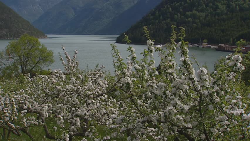 SOGNEFJORD, NORWAY: fjord behind orchard + fruit blossoms. Sognefjord in Norway is the third longest fjord in the world