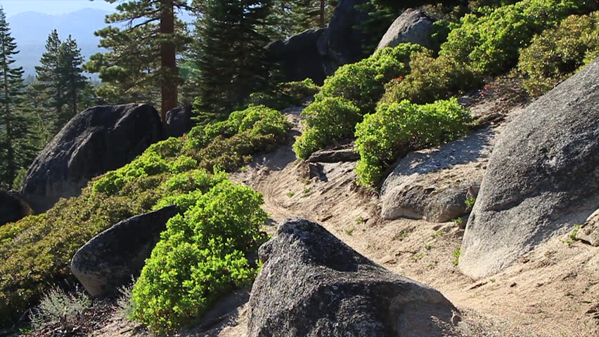 A mountain bike rushes down an off road trail with lots of trees and bushes during the day, filmed at the Lake Tahoe National Park in HD