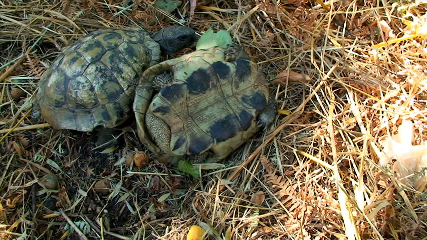 Turtles in the grass
