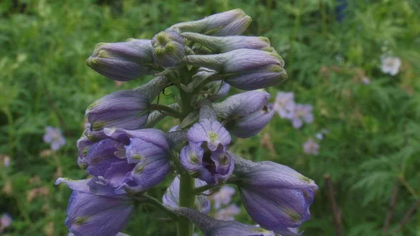 Delphinium 'Lady Guinevere' buds + blooming