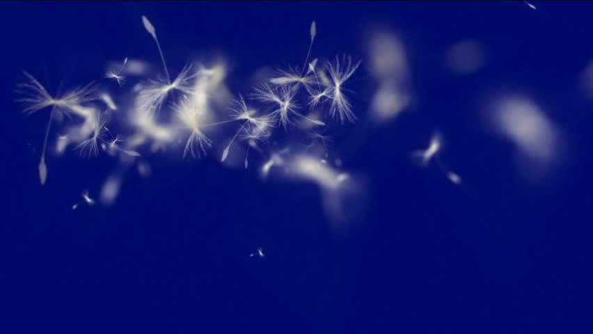 flying dandelion & catkins.