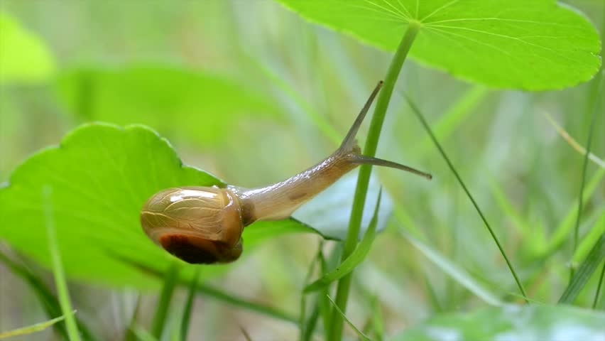 A snail exploring it's surrounding