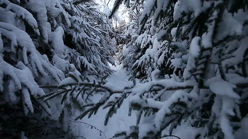 Walk through a fir forest in winter. Recorded in 1080p29.97