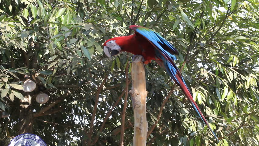 Parrot - Red Blue Macaw